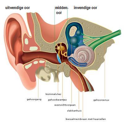 gehoororgaan
